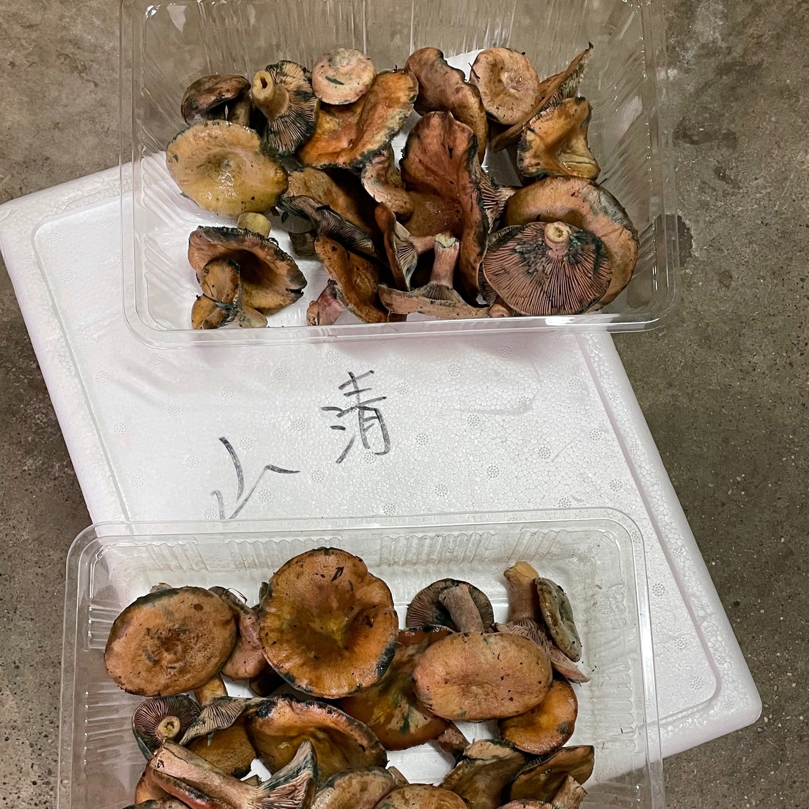 秋の独特な味覚 ハツタケ生 「ロクショ」 500gと店主お任せ少量おまけ