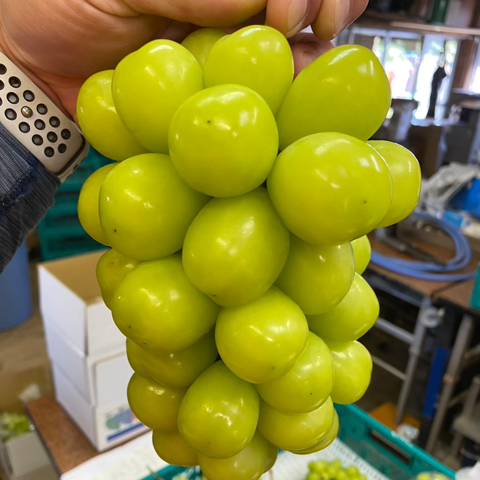 最高糖度25度】幻の最高傑作🍇10月上旬発送～大自然を最大限享受した