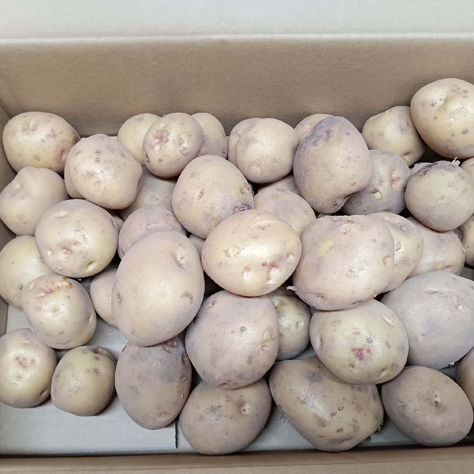新じゃがいも【キタアカリ】茨城県産 4kg ｜ 野菜/じゃがいも 産直 