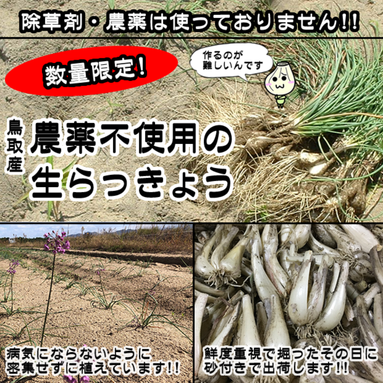 【限定栽培】 農薬不使用の根付き生らっきょう ３ｋｇ 【収穫から最短発送】鳥取県産