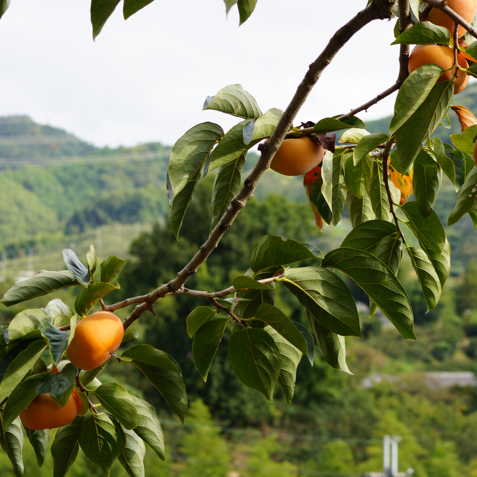 和歌山山本農園 山本農園（和歌山県・橋本市）｜生産者詳細｜産直アウル