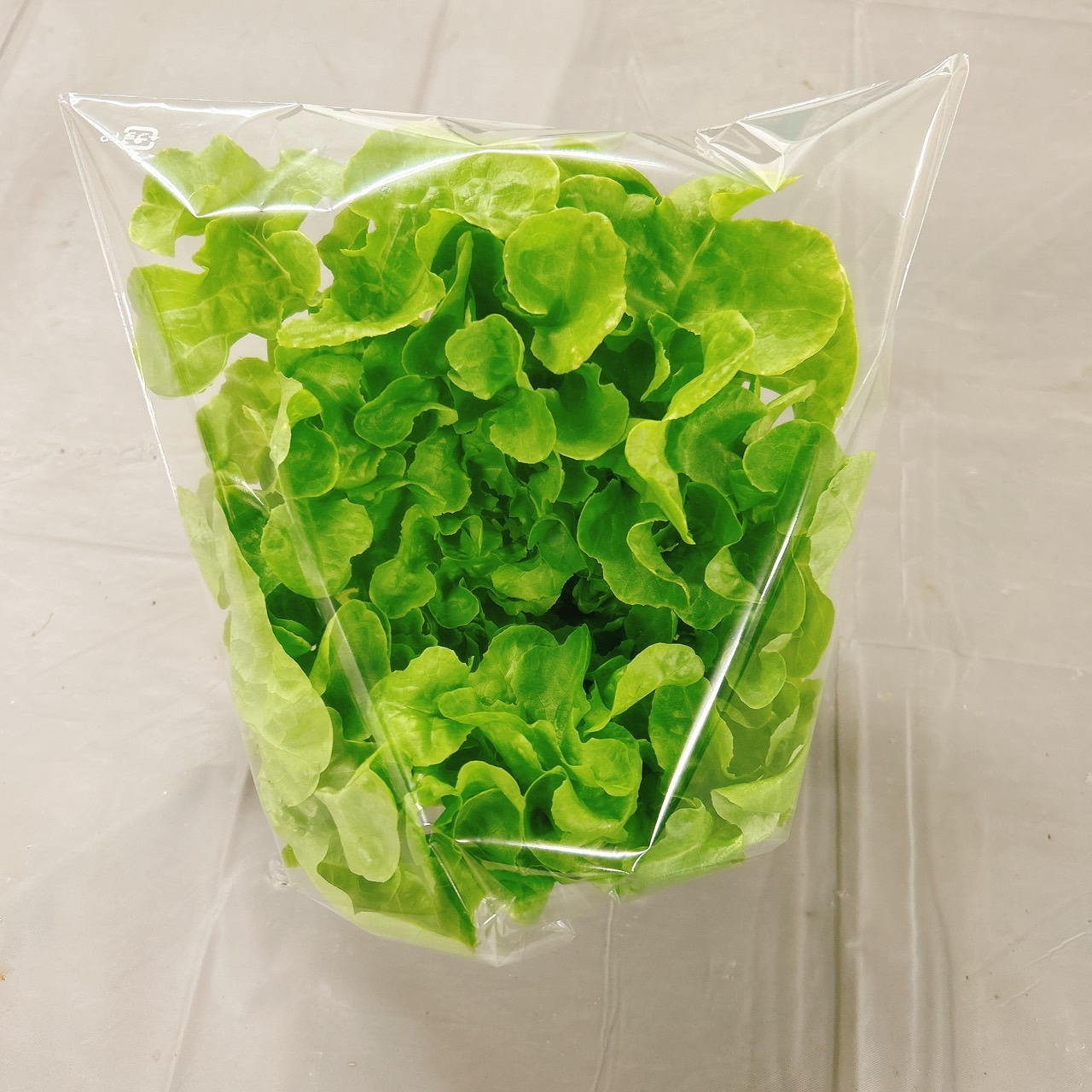 農薬不使用】至宝のレタスお試しパック(サラダ約8食分）｜硝酸態窒素