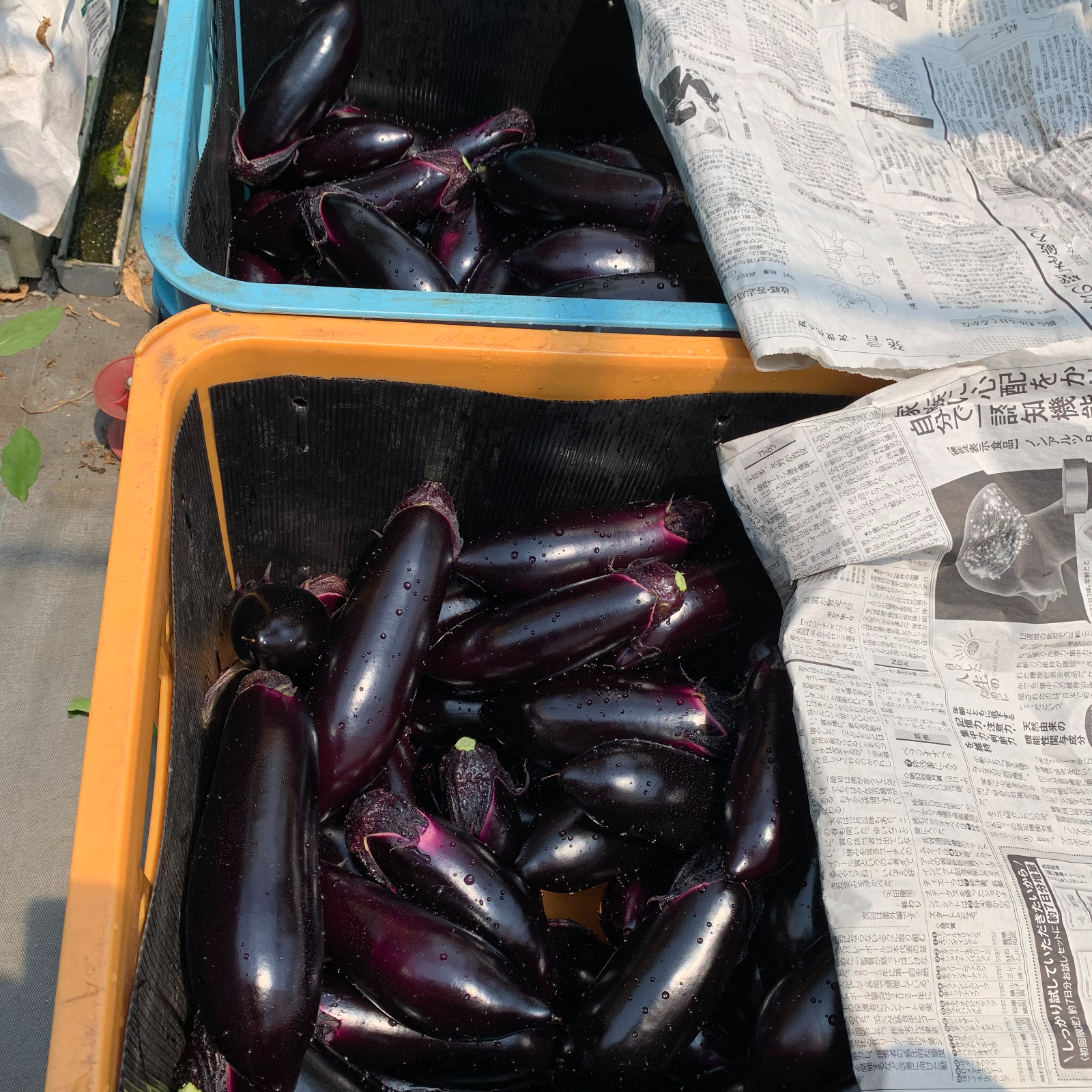 訳アリ茄子SALE》1kg/7~9本（1箱）お試し品 | 野菜/茄子 産直アウル