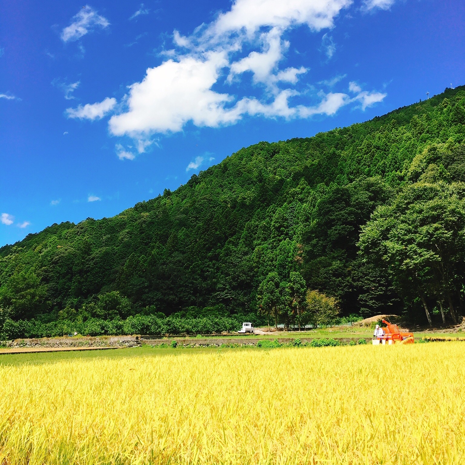 ケントさん専用 徳島県神山町産すだち 混合サイズ 20キロ キズ・色むら