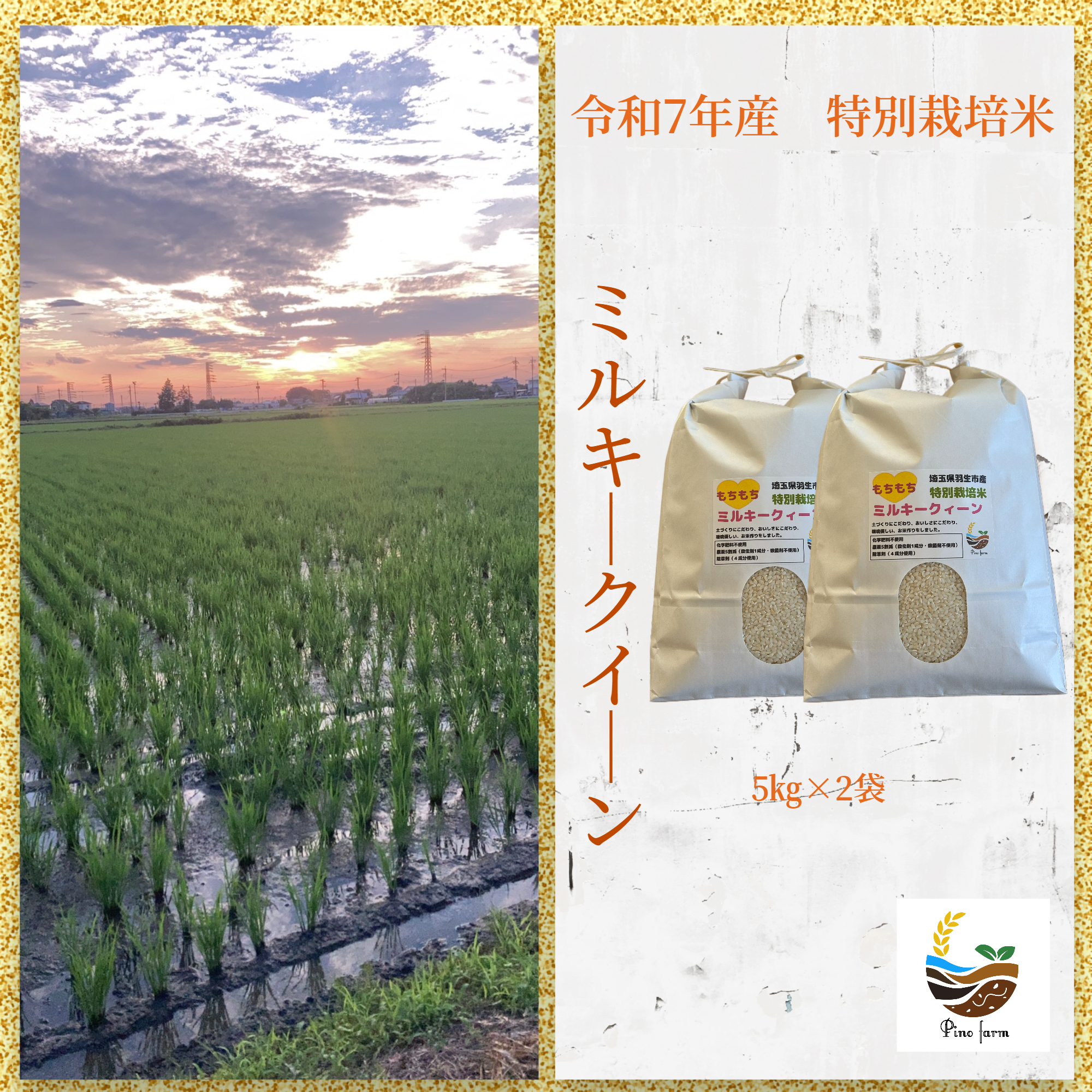 福岡県認証　エコ農産物　精米　ミルキークイーン　10kg ミルキークイーン 米 新潟産 お米 10kg 令和7年産 送料無料 沖縄のぞく