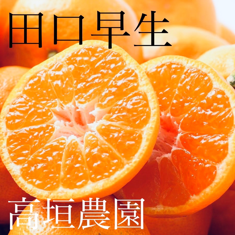 小さいみかん小玉【田口早生】 | 果物/温州みかん 産直アウル 農家から