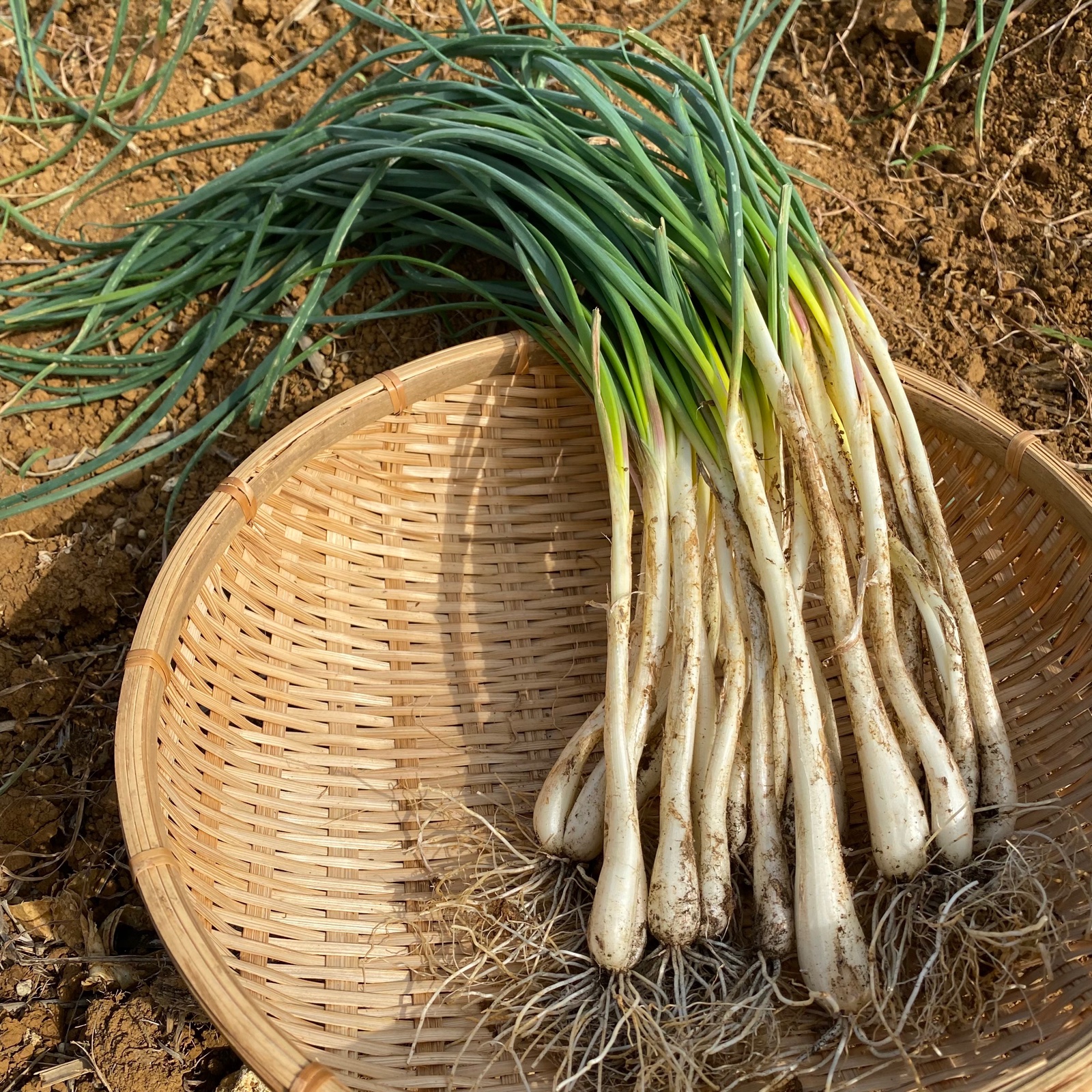 大好評！島らっきょう 500グラム ｜ 野菜/その他野菜 産直アウル 農家