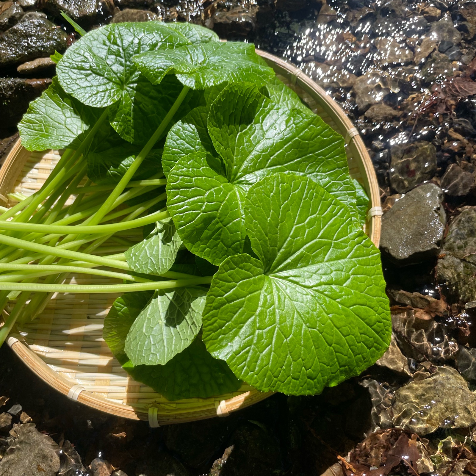 わさび(葉・茎) 朝獲れ】わさびの葉、茎 東京産 ｜ 野菜/薬味 産直アウル 農家・漁師
