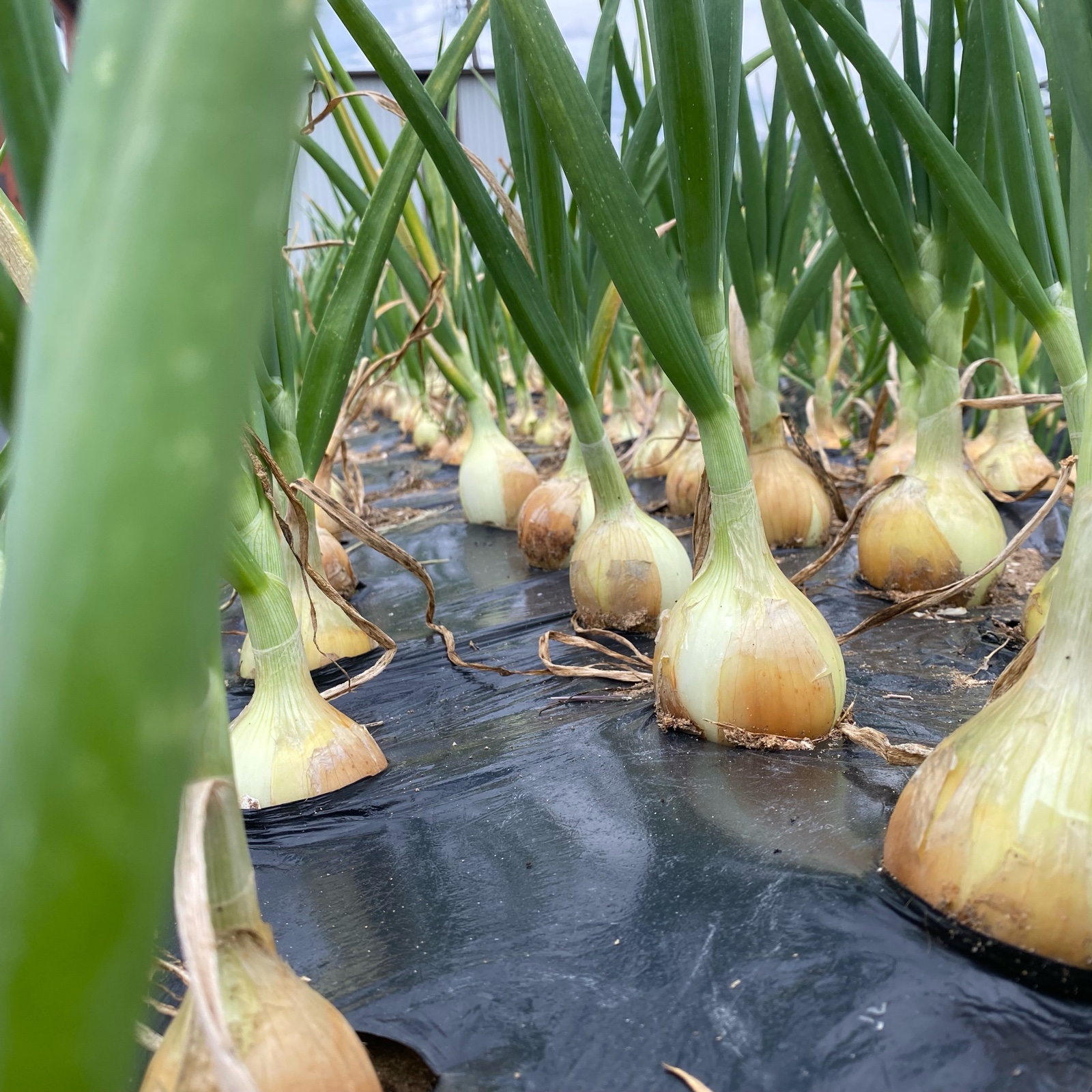 玉ねぎ 育苗中農薬不使用 値下げ 無農薬 新玉ねぎ 1kg ｜ 野菜/玉ねぎ 産直アウル 農家・漁師など生産者