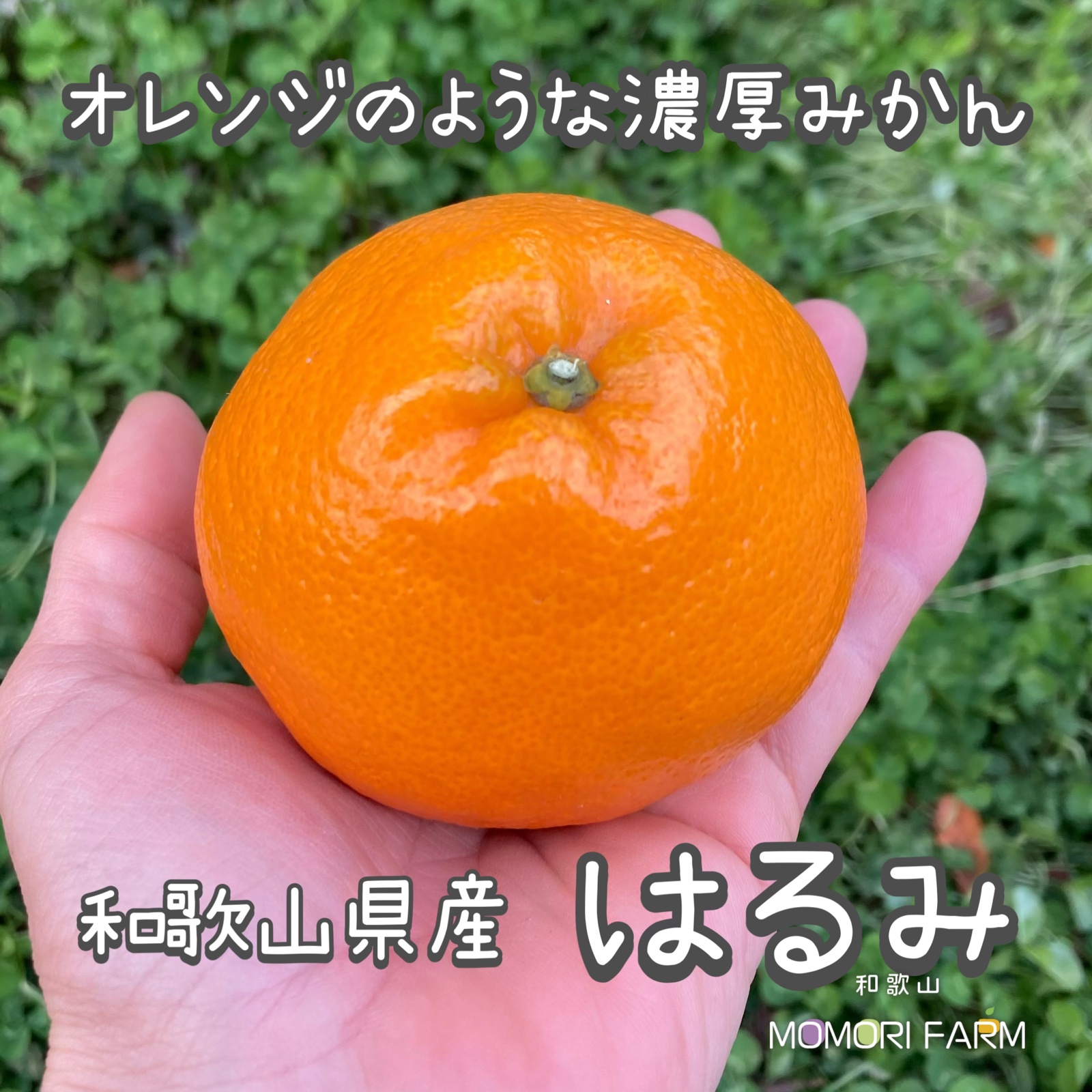 和歌山県産 はるみ 15キロ ギフト】 L〜2L 約5kg 農家直送 和歌山県産 濃厚みかん はるみ | 果物