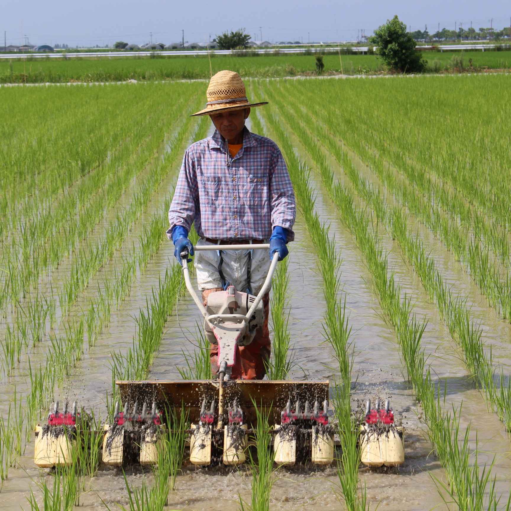 大人気】肥料・農薬不使用30年間「こども米」5kg（玄米コシヒカリ 
