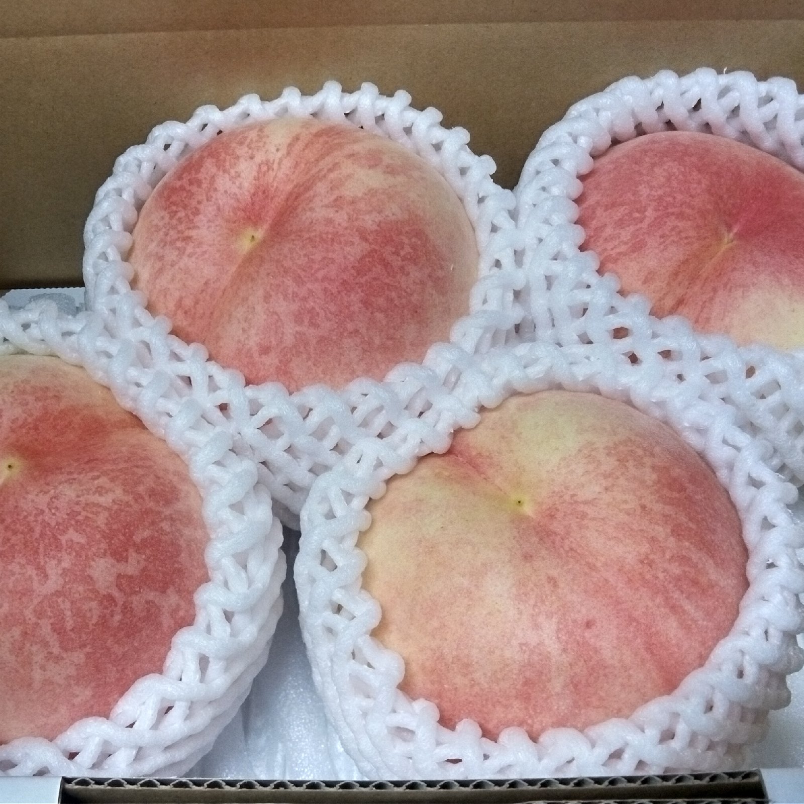 訳あり桃・金山「硬い桃の真打登場！」2kg ｜ 果物/もも 産直アウル