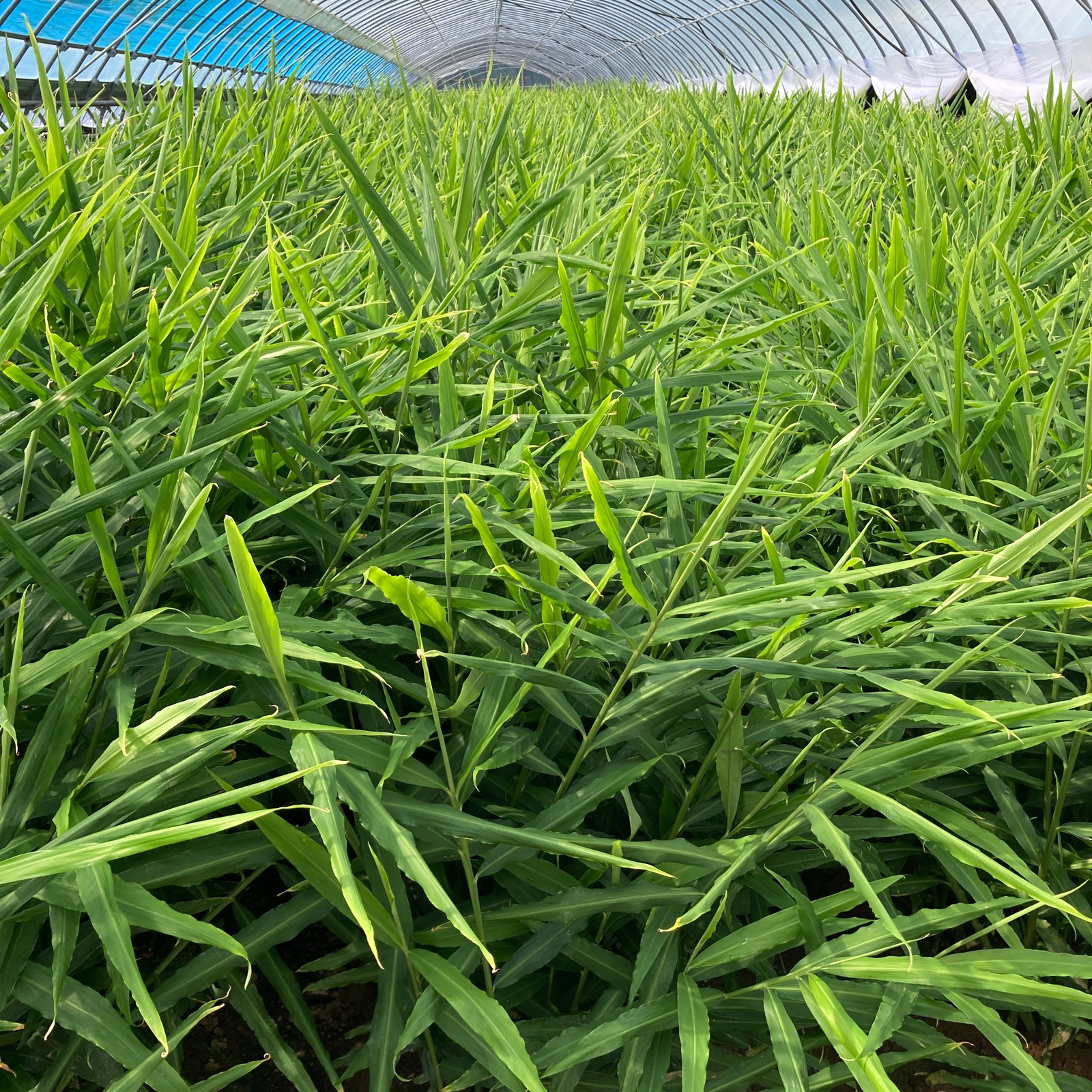 農家直送 高知県産新生姜訳あり品3キロ ｜ 野菜/薬味 産直アウル 農家