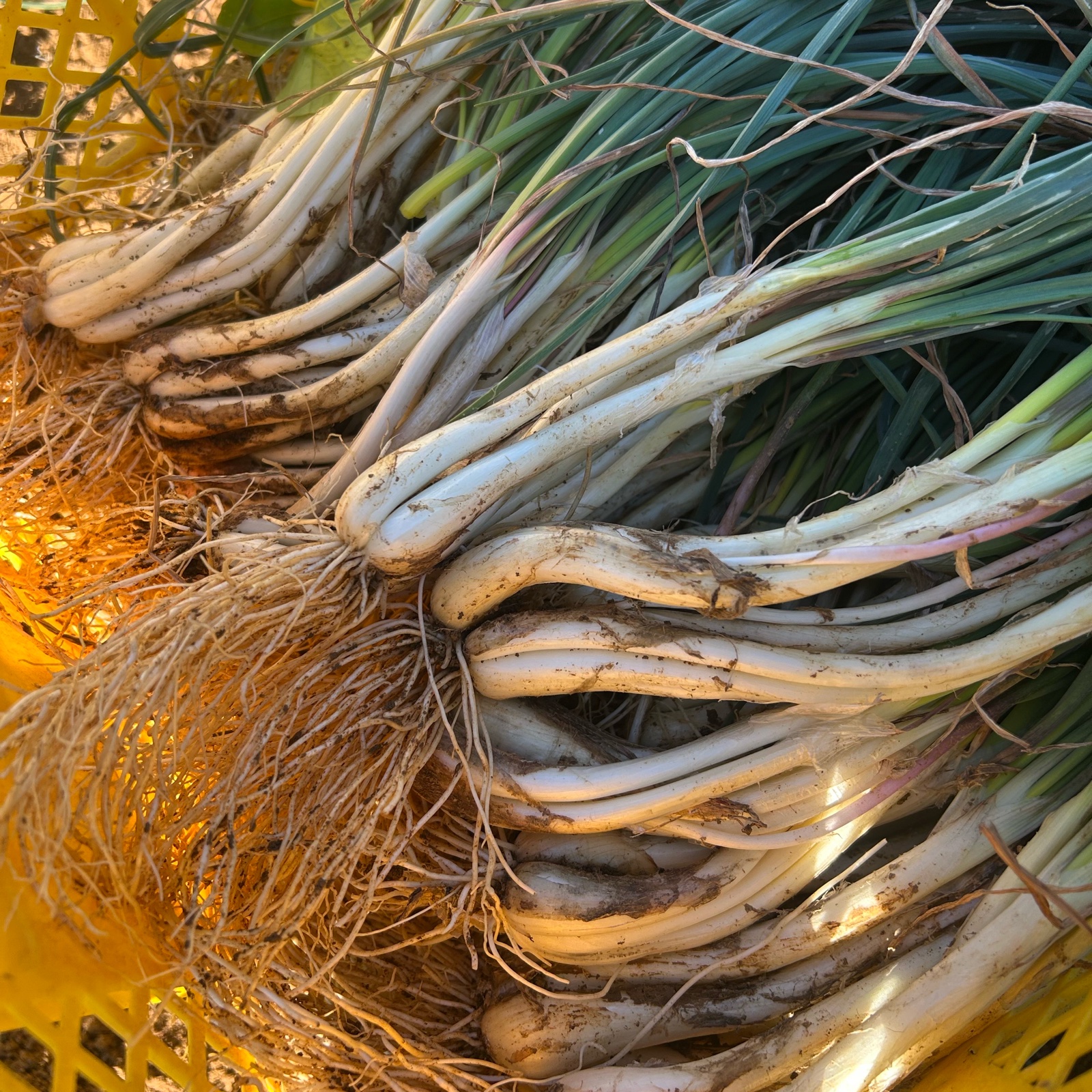 農家直送】伊江島特産「軟白 島らっきょう」1kg | 野菜/その他野菜