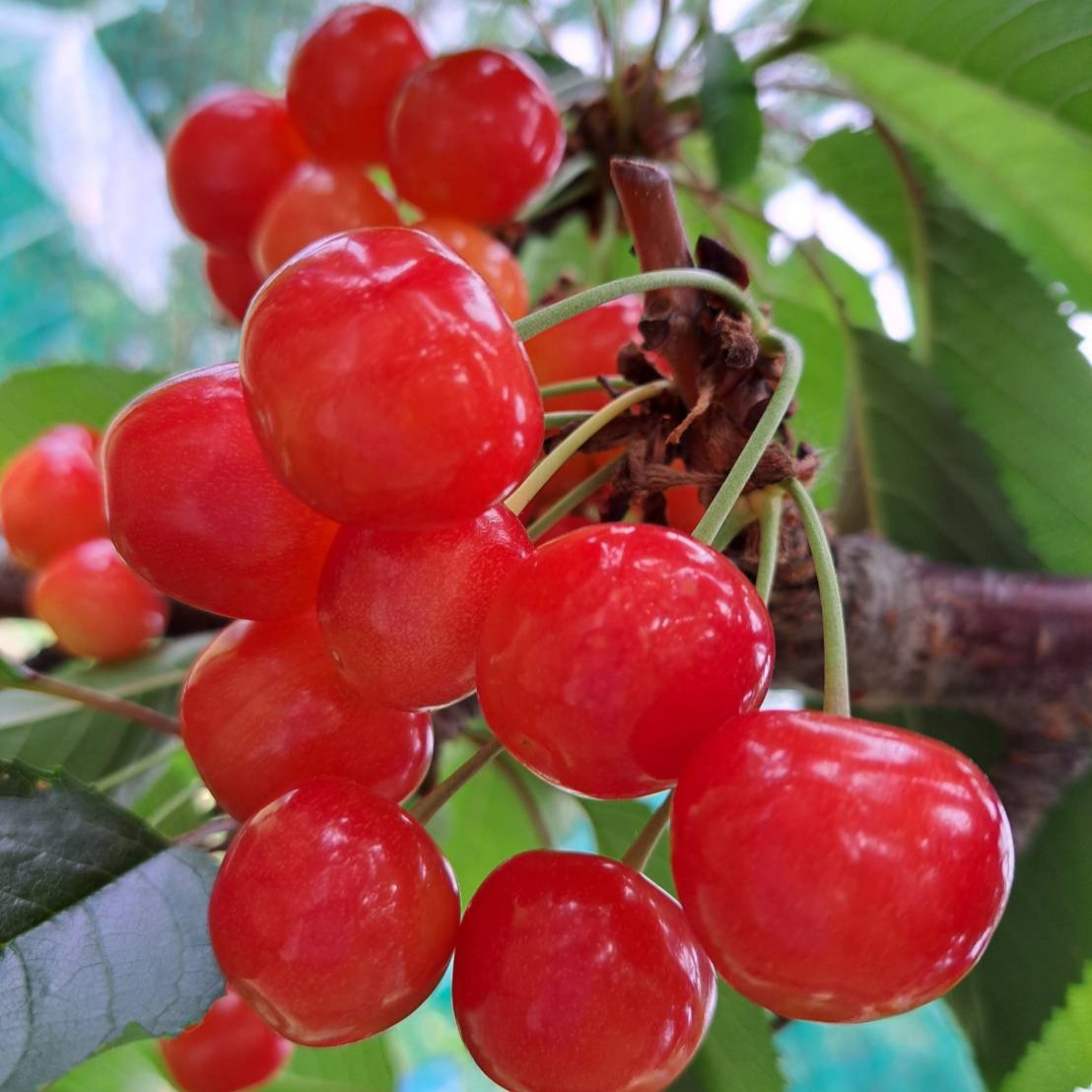 予約販売】増毛町直送！朝摘みさくらんぼ1kg「佐藤錦」500g×2パック