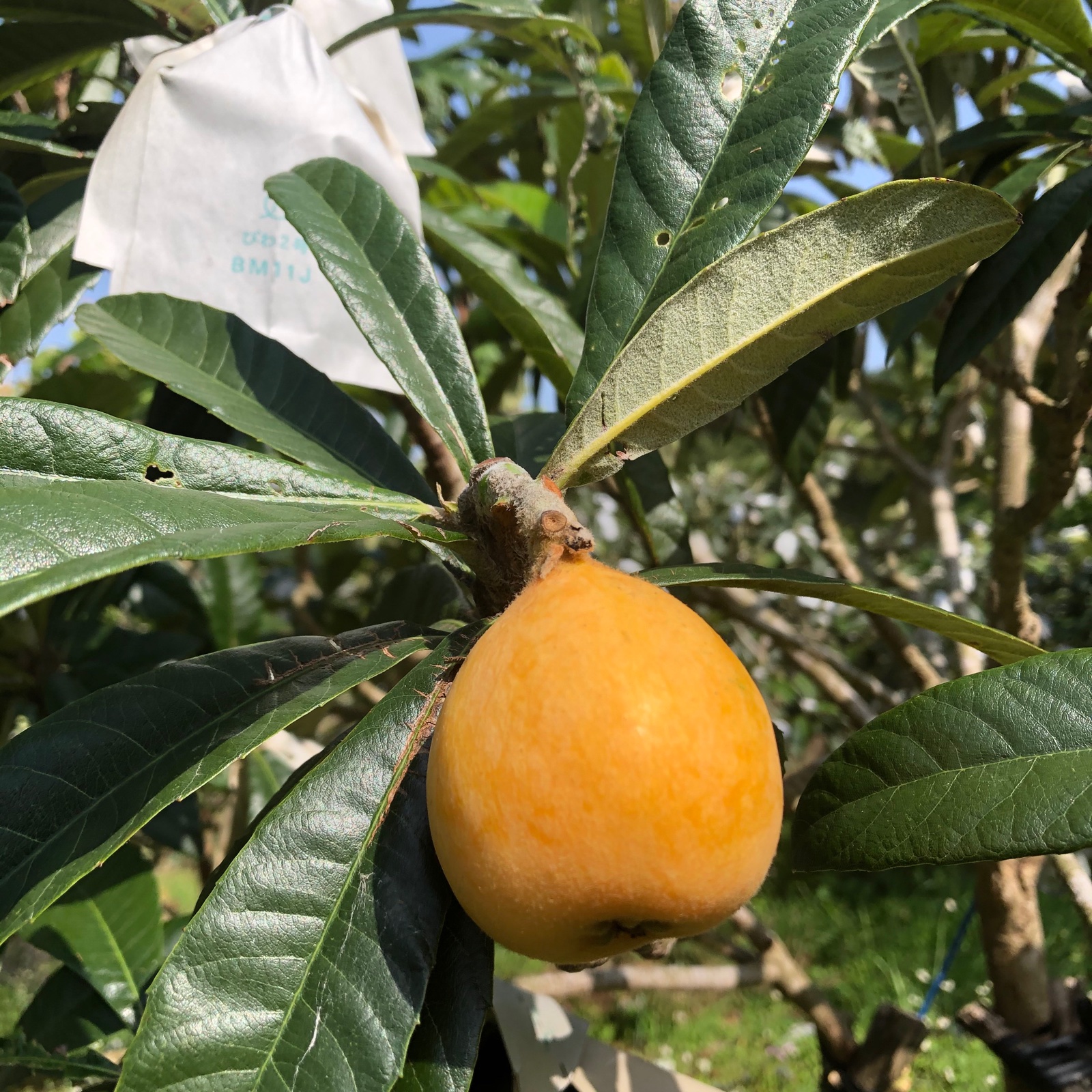 房州びわ（袋びわ）Lサイズ 【6月上旬より出荷予定】 ｜ 果物/びわ