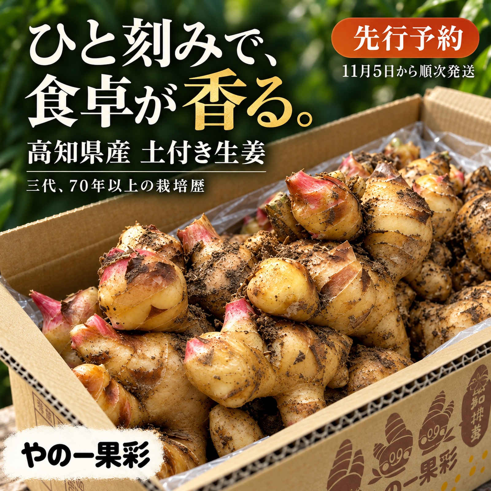 先行予約・11月5日発送開始】高知県産 土付き新生姜 1kg｜やの一果彩