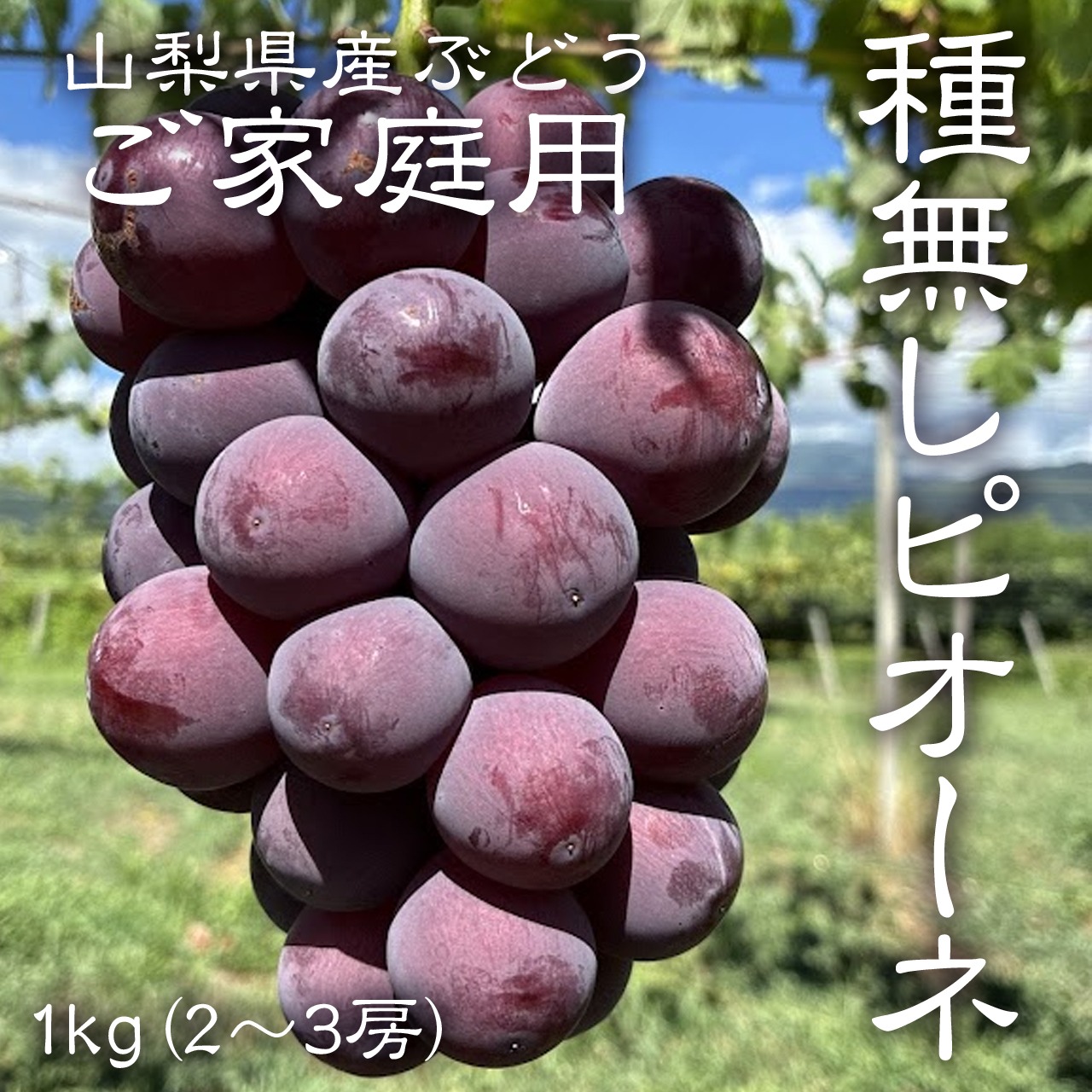 山梨県産】訳あり ピオーネ1kg ご家庭用 ｜ 果物/ぶどう 産直アウル