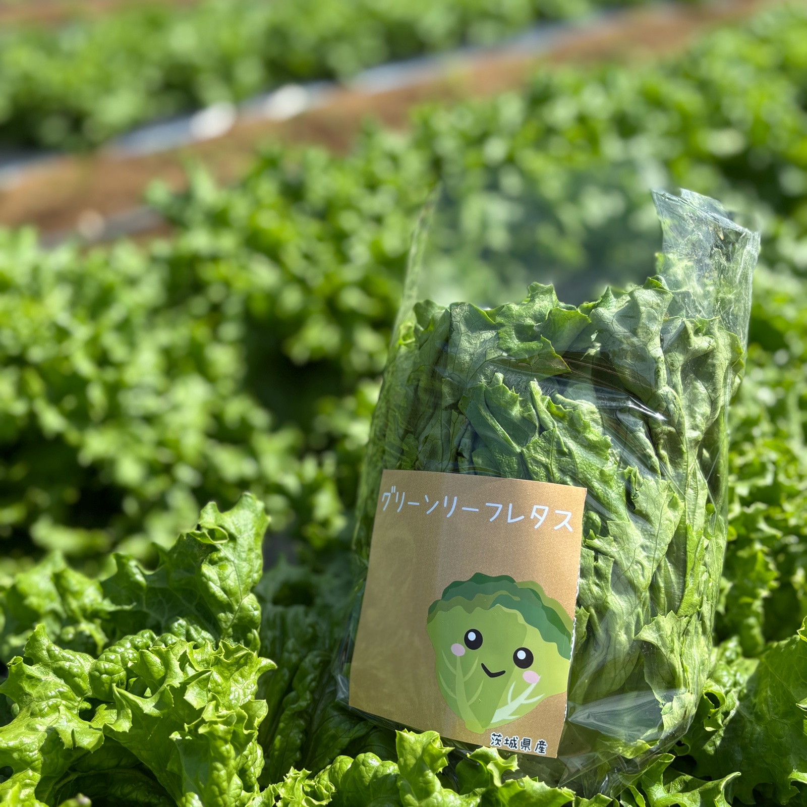 重藤農園の新鮮シャキシャキレタス ｜ 野菜/レタス 産直アウル 農家