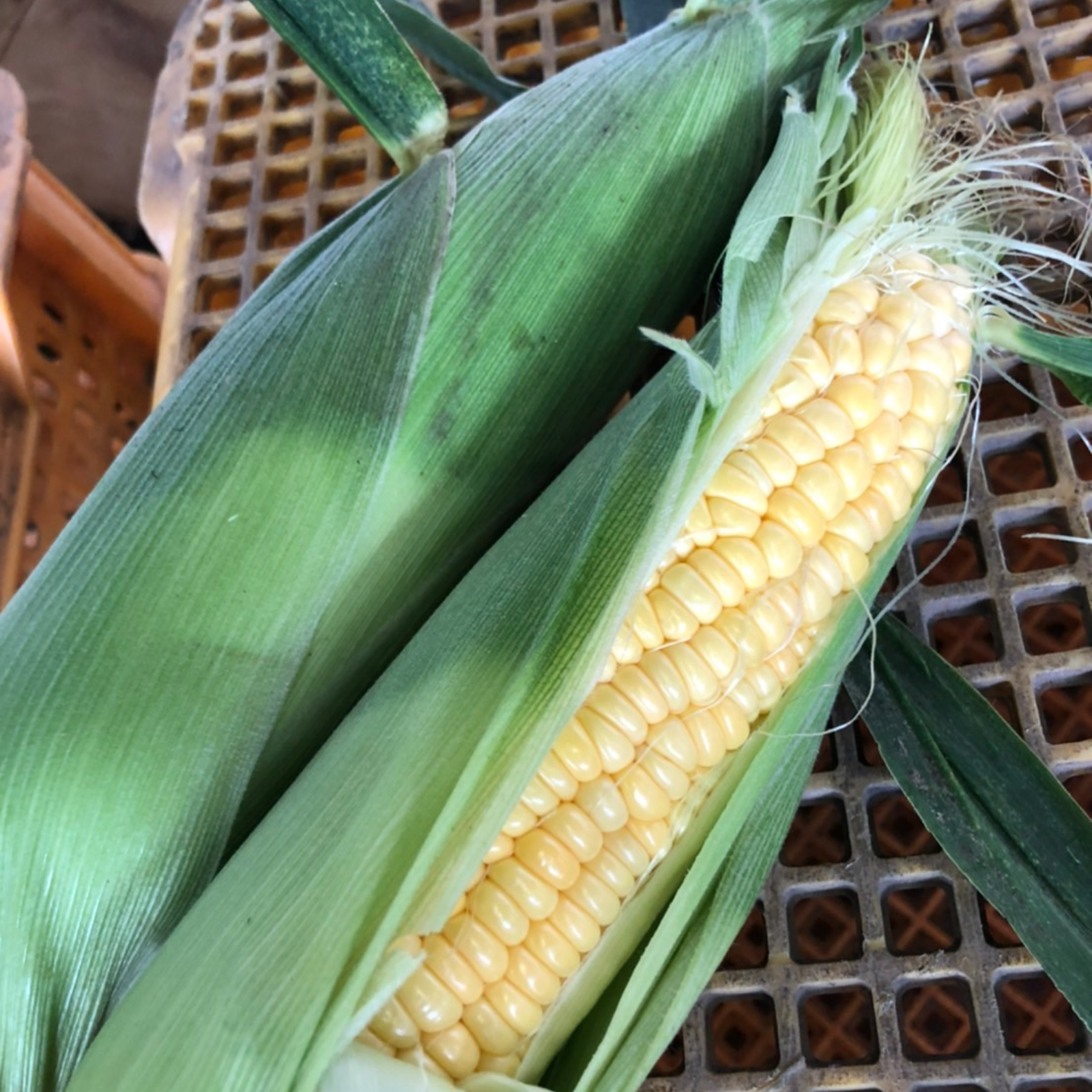 ✨朝採り、即発送✨ 北海道十勝産とうもろこし🌽 【ゴールドラッシュ