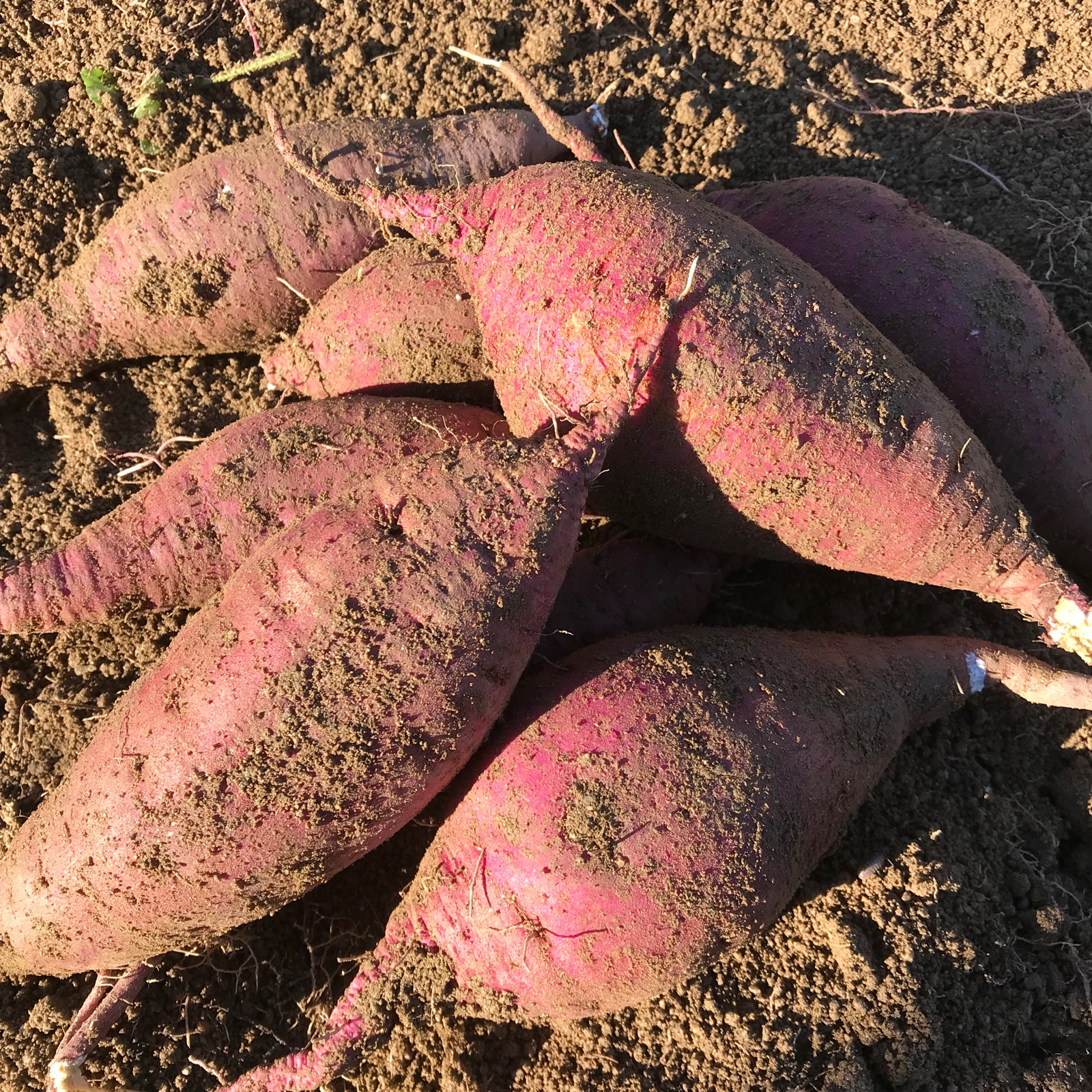 無農薬無化学肥料の安納芋(大・小混合) | 野菜/さつまいも 産直アウル