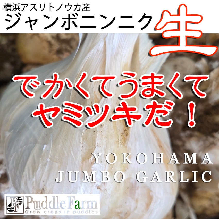 横浜産ジャンボ生ニンニク1.8kg | 野菜/にんにく 産直アウル 農家