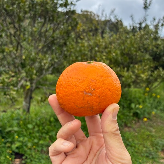 家庭用】春に楽しむ、さっぱりジューシーなみかん、南津海なつみ2kg