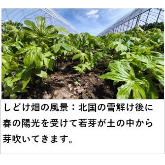 北海道産　天然物　シドケ　モミジガサ　4000g ※注文入り次第採りに行きます！
