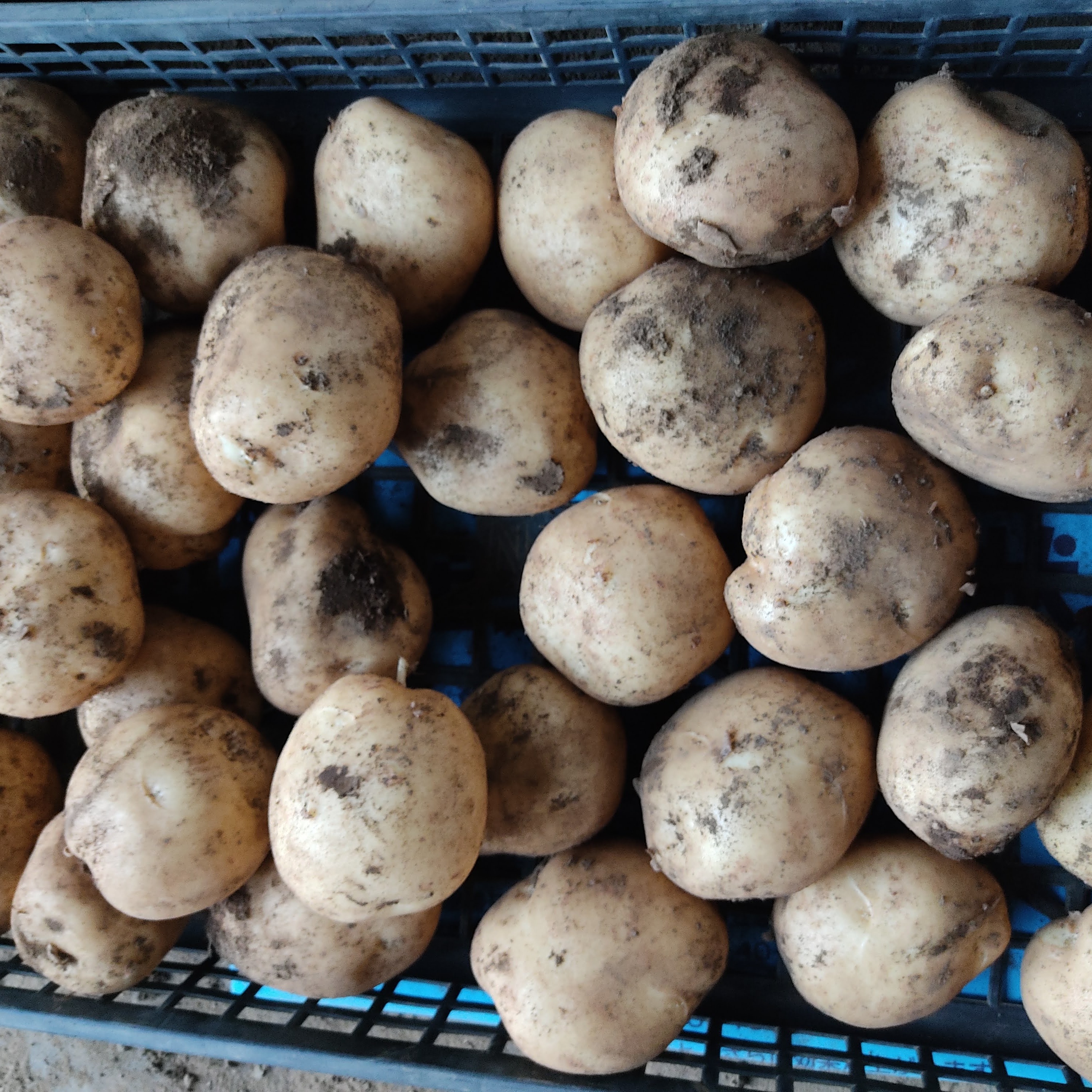 数量限定｜超大玉ニシユタカ食べ応え抜群｜【3L以上】約8kg｜迫力