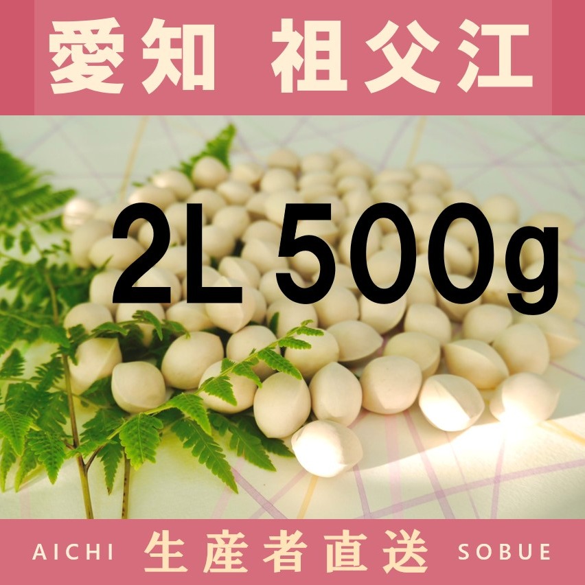 2026年新物！ 愛知県 祖父江産 久寿 銀杏 ぎんなん 2L 500g ☆秋の味覚