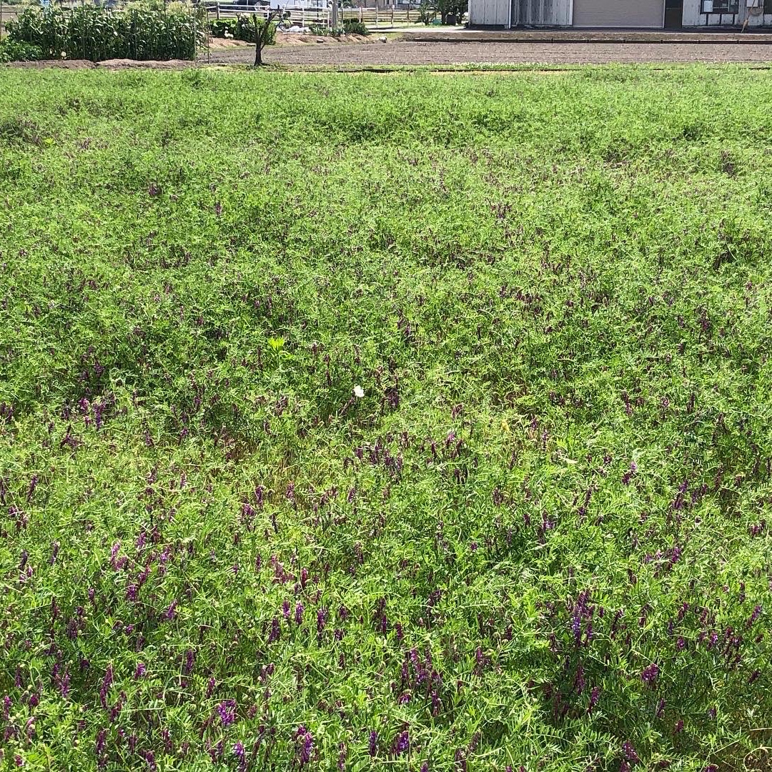 令和5年産新米】農薬不使用・化学肥料不使用 朝日米(玄米) 20kg | 米