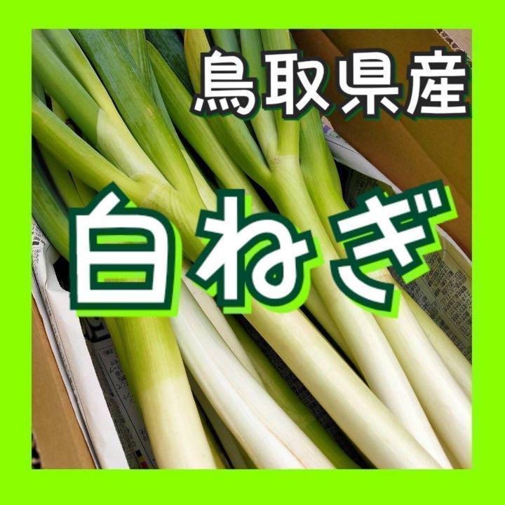 飲食店向け】たっちゃん農園の白ネギ M程度(~1cm程度) ｜ 野菜/ねぎ