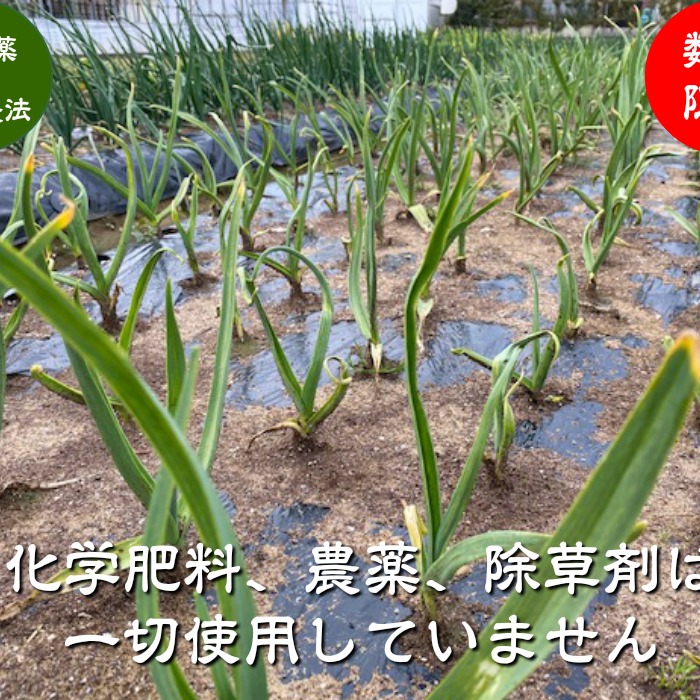 無農薬栽培 にんにく ニンニク 500g ｜ 野菜/にんにく 産直アウル 農家