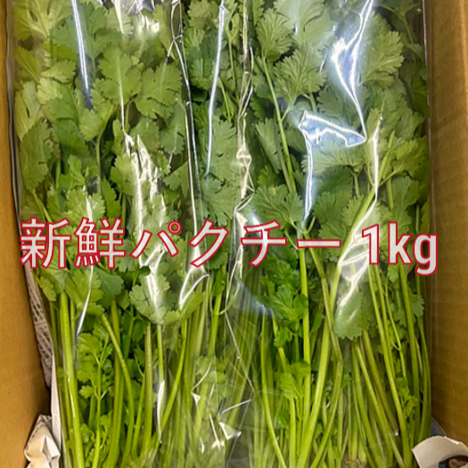 選ばれし若穫りパクチー 2kg ｜ 野菜/ハーブ 産直アウル 農家・漁師