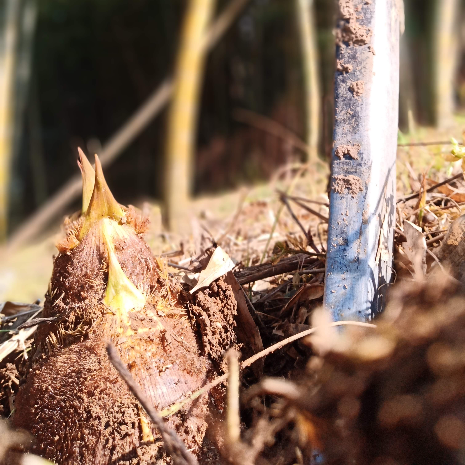 超希少！糠いらずの【こんぴらタケノコ1.5kg】 | 野菜/たけのこ 産直