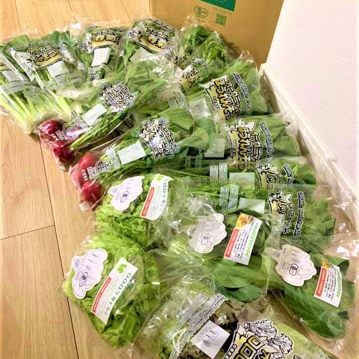 葉野菜種子用播種器セット