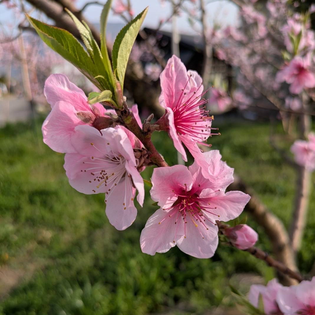 前田農園（和歌山県・紀の川市）｜生産者詳細｜産直アウル