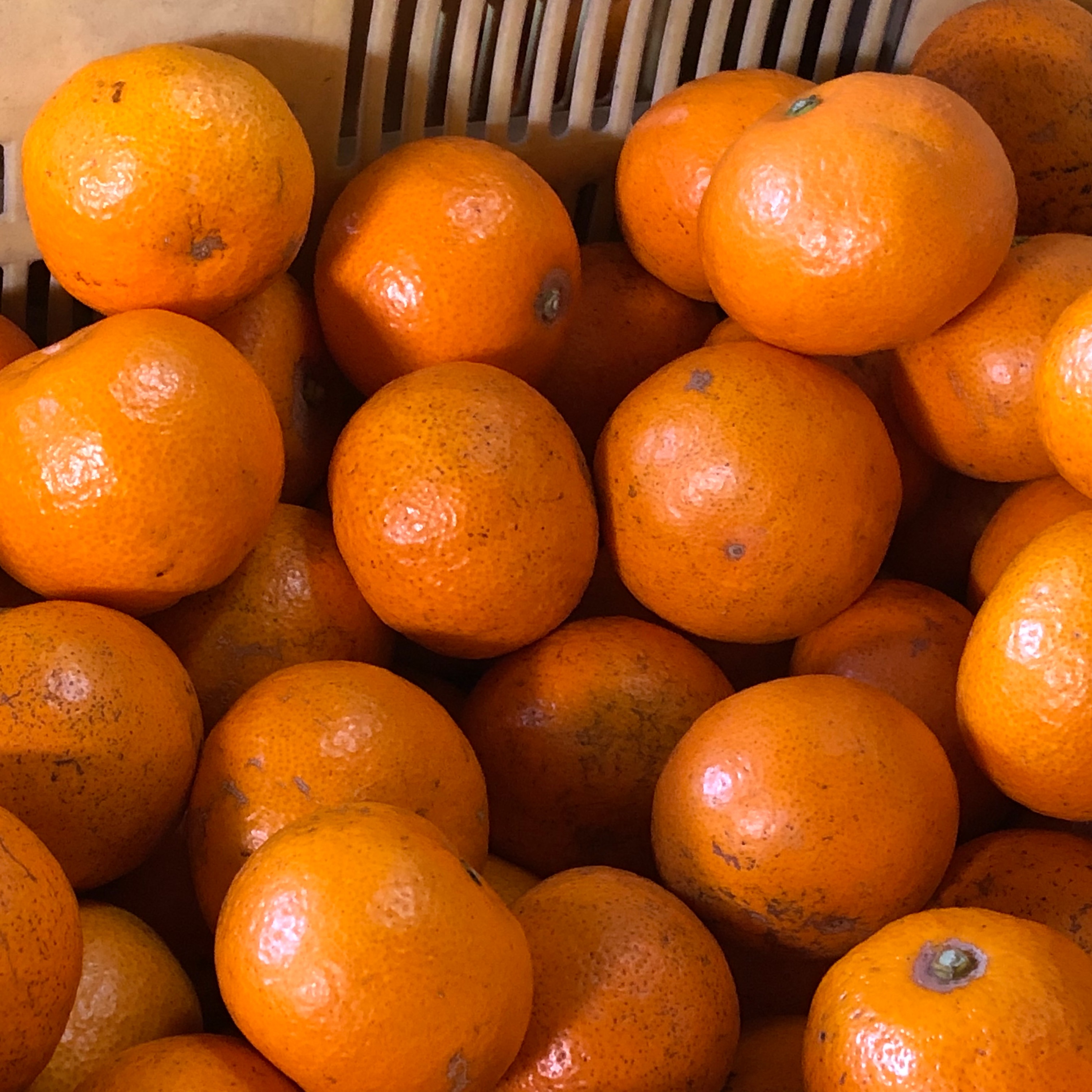 山北みかん Lサイズ 10kg 高知県産 訳あり*家庭用 早生 興津 | 果物