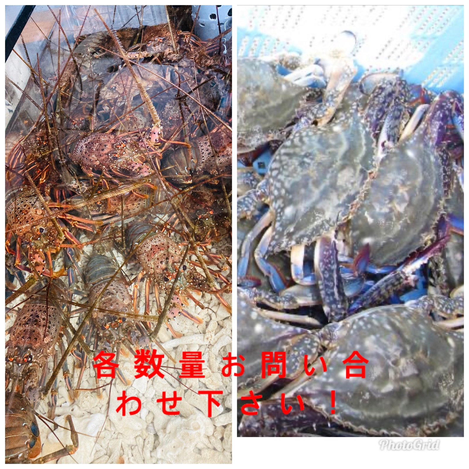 訳あり活伊勢海老 渡り蟹よくばりセット 各2キロずつ 魚介類 カニ 産直アウル 農家から直接野菜などの食材を購入できる産地直送の宅配通販サイト
