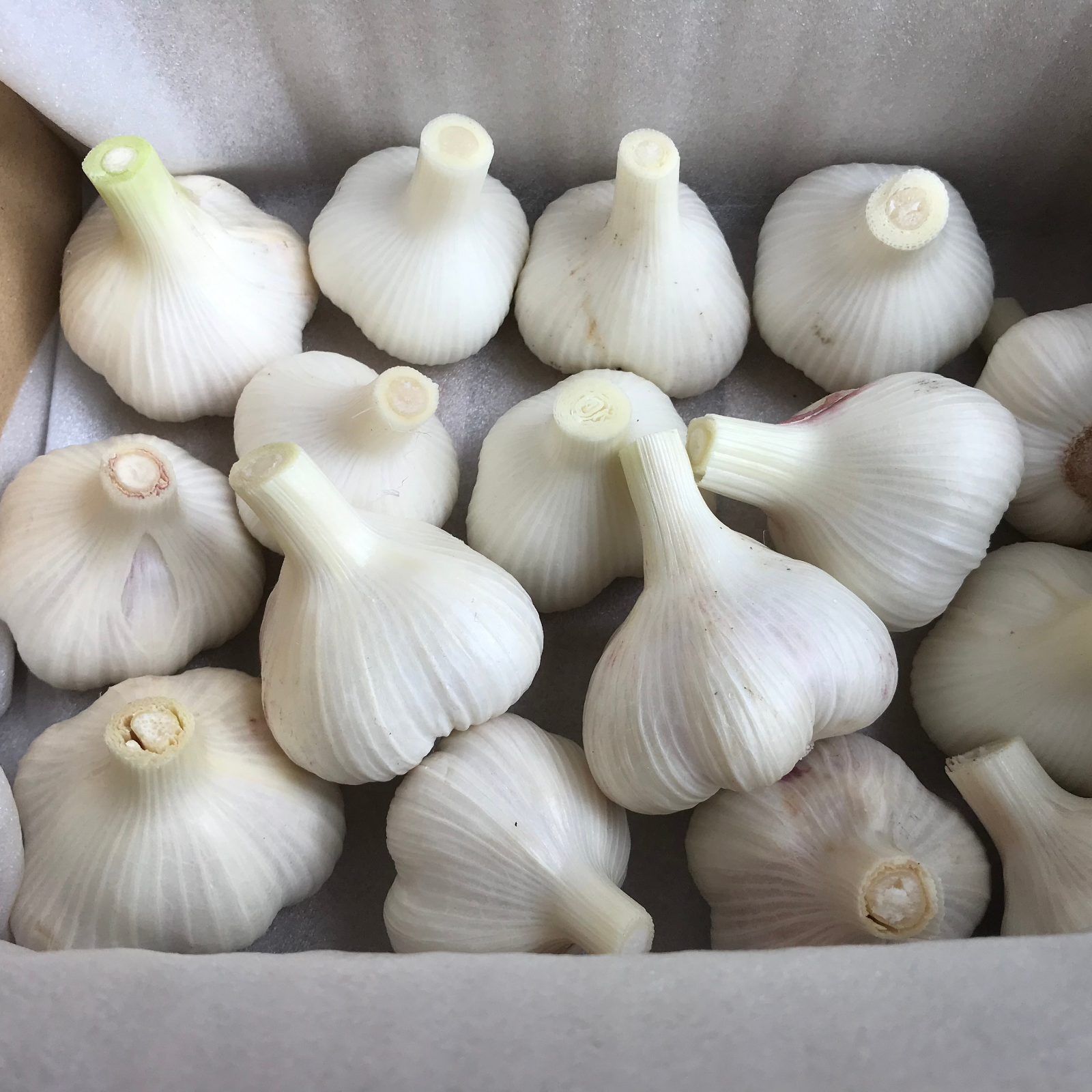 奈良県産自然栽培生ニンニク10kg Sサイズ Sサイズ)フレッシュなままお届け！ 生ニンニク ｜ 野菜/にんにく 産直