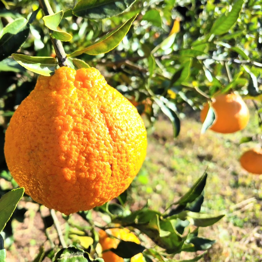 鹿児島県枕崎市産 樹上完熟【不知火】2kg程度 ｜ 果物/オレンジ
