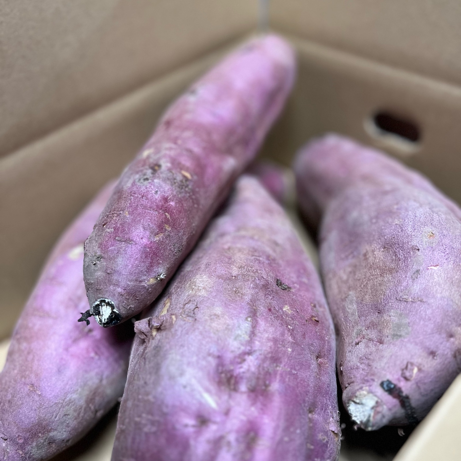土付き特選秀品ブランド芋サツマイモ蜜芋超熟成紅はるか10キロ送料無料L2LA品 ⭐︎10kg⭐︎熟成！蜜たっぷり紅はるか♪Mサイズ：茨城県産のべに