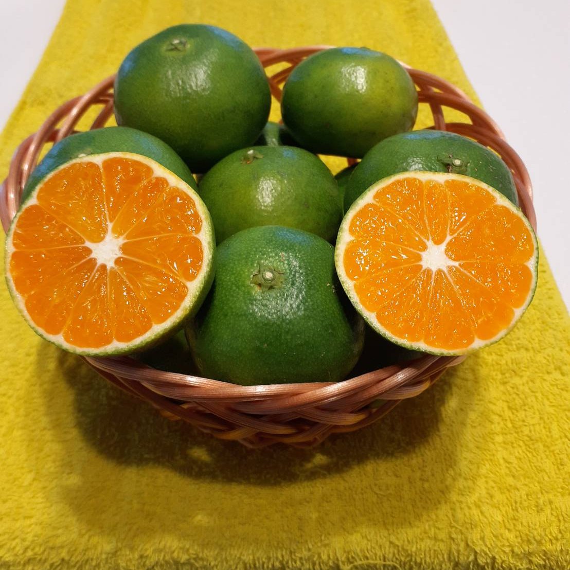 鹿児島県産「極早生みかん」家庭用箱込み2kg | 果物/温州みかん 産直