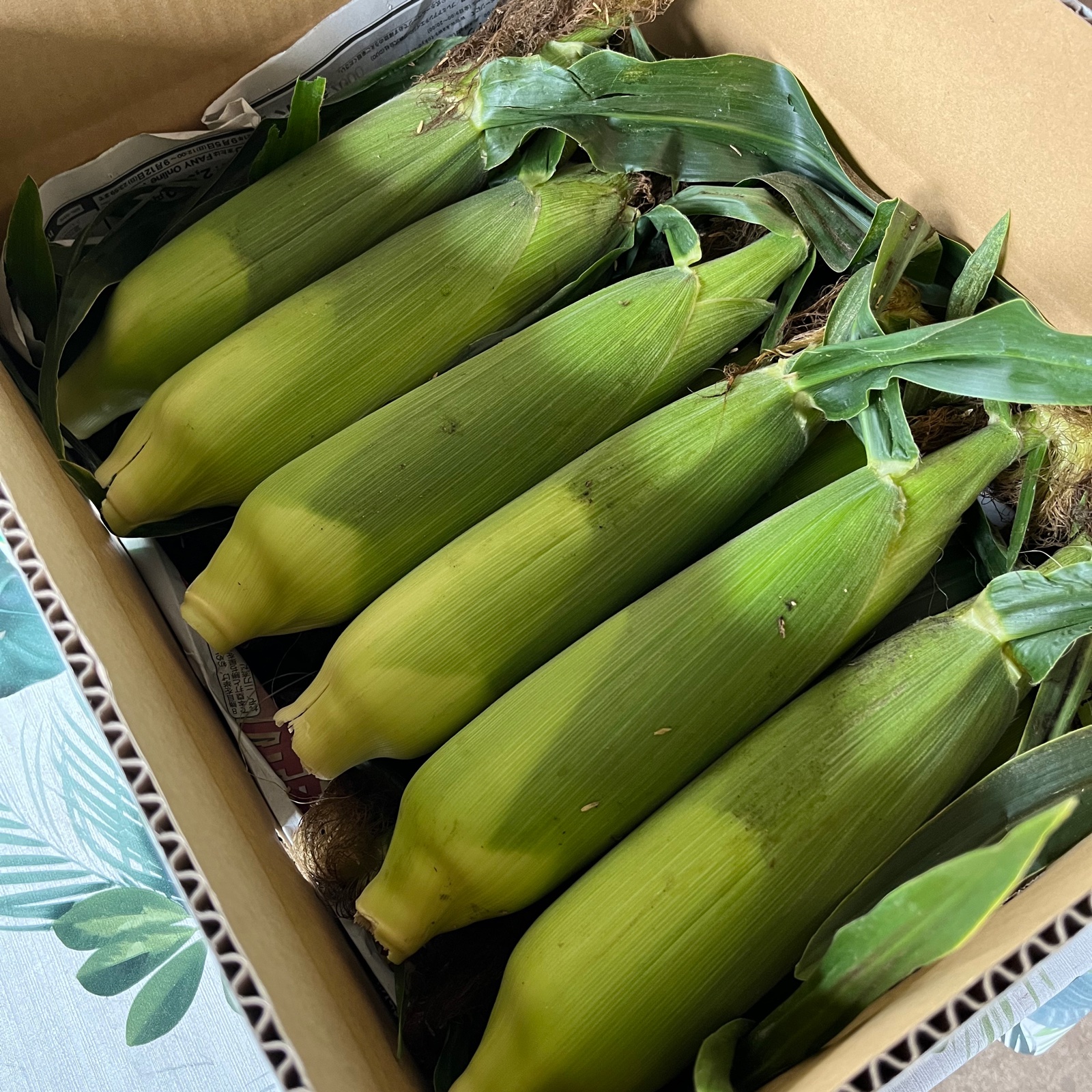 曽篠梨園の朝採り！新鮮！極甘ゴールドラッシュ！ ｜ 野菜