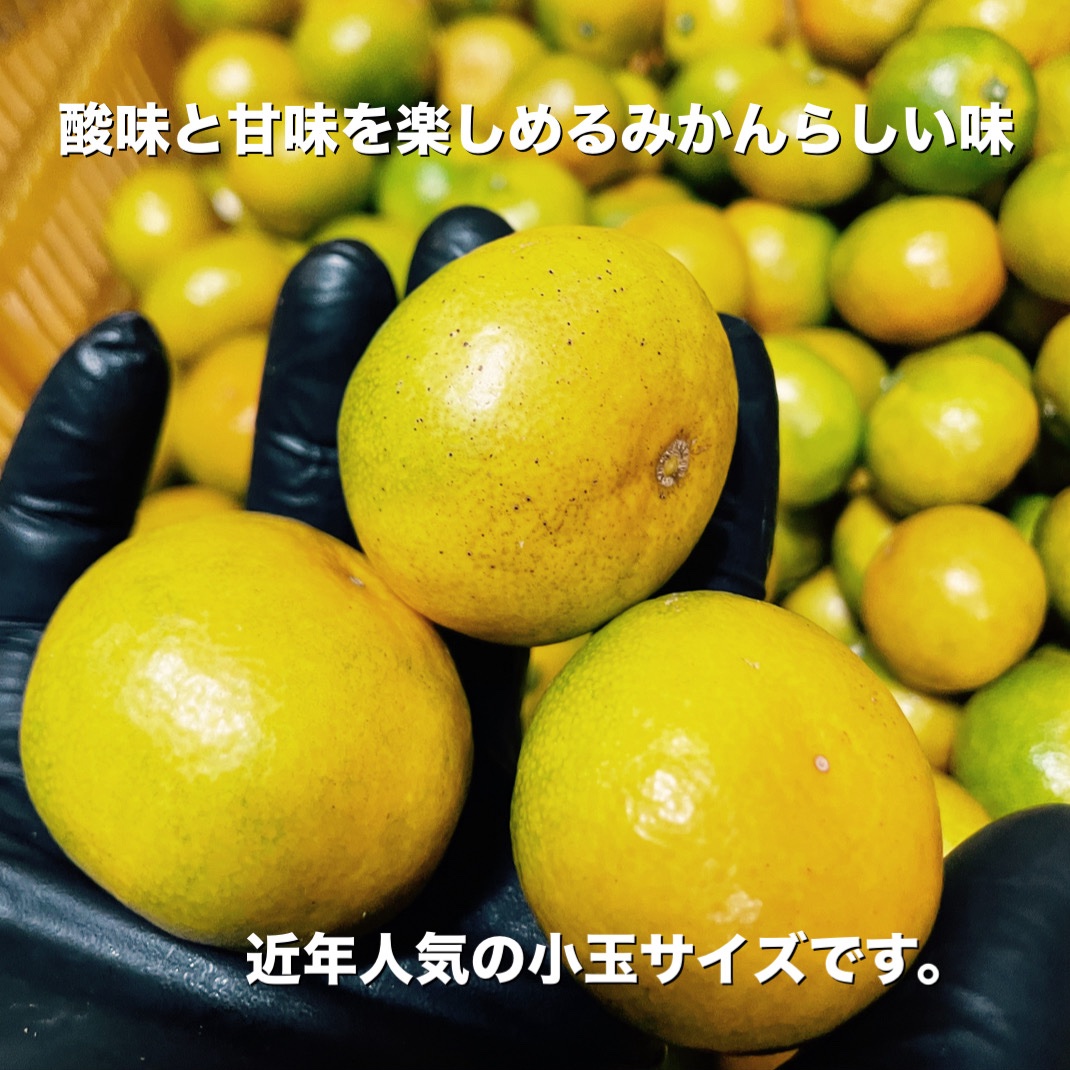 極早生 小玉 有田みかん 3キロ 和歌山 2s3sサイズ 産地直送 | 果物