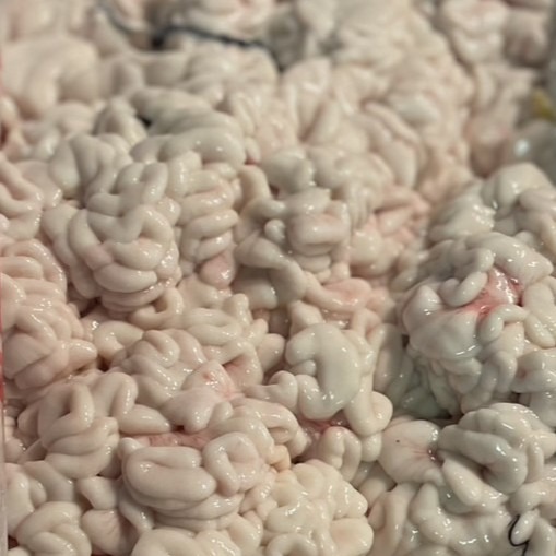 北海道産】 マダラ 生白子 3kg （4特品） | 魚介類/その他魚介 産直