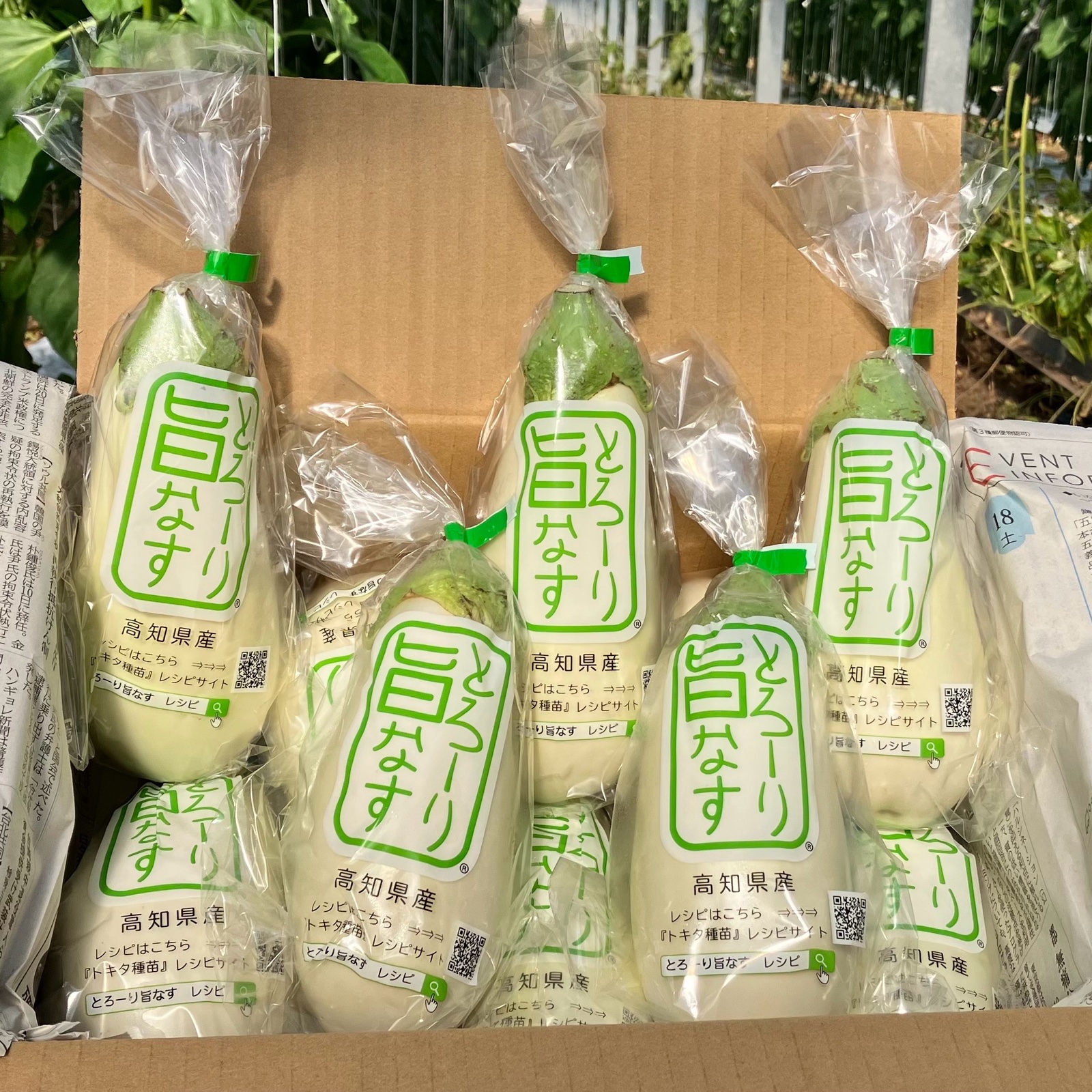 白ナス19kg 294ede7bf6487b65360da494ea2891