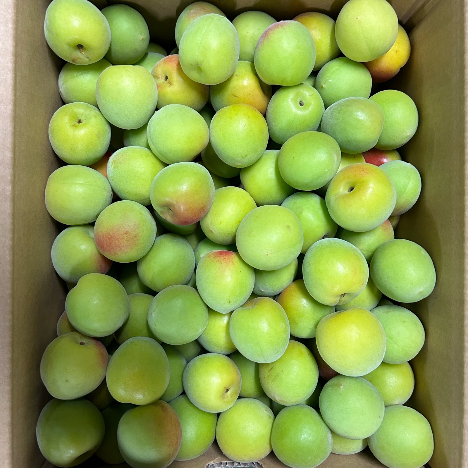 小粒南高梅約4.5kg(冷蔵輸送) ｜ 果物/青梅 産直アウル 農家・漁師など