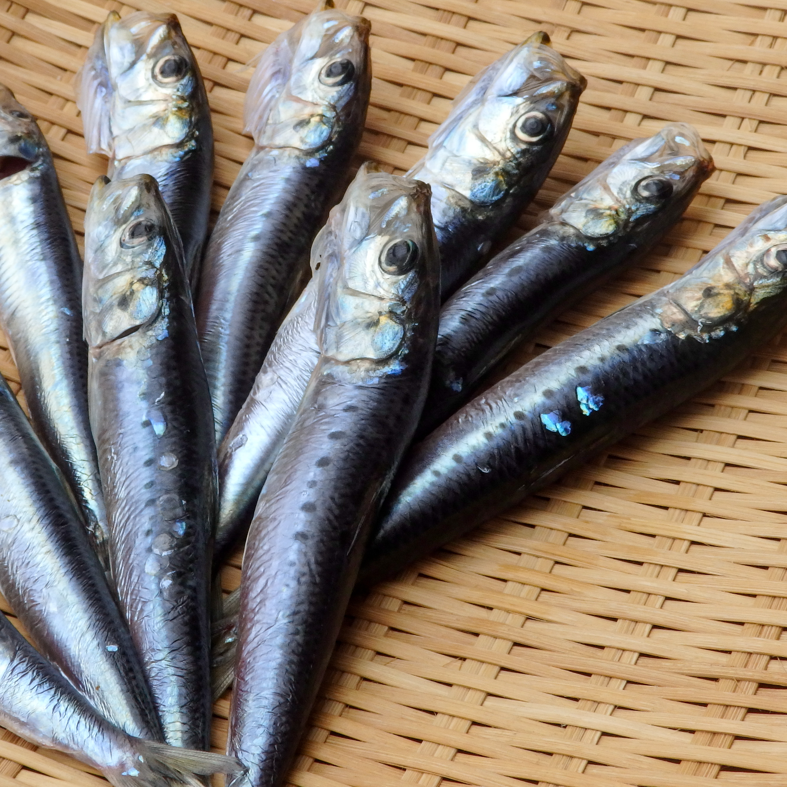 富山湾産まいわし丸干1kg ｜ 加工品/その他加工品 産直アウル 農家