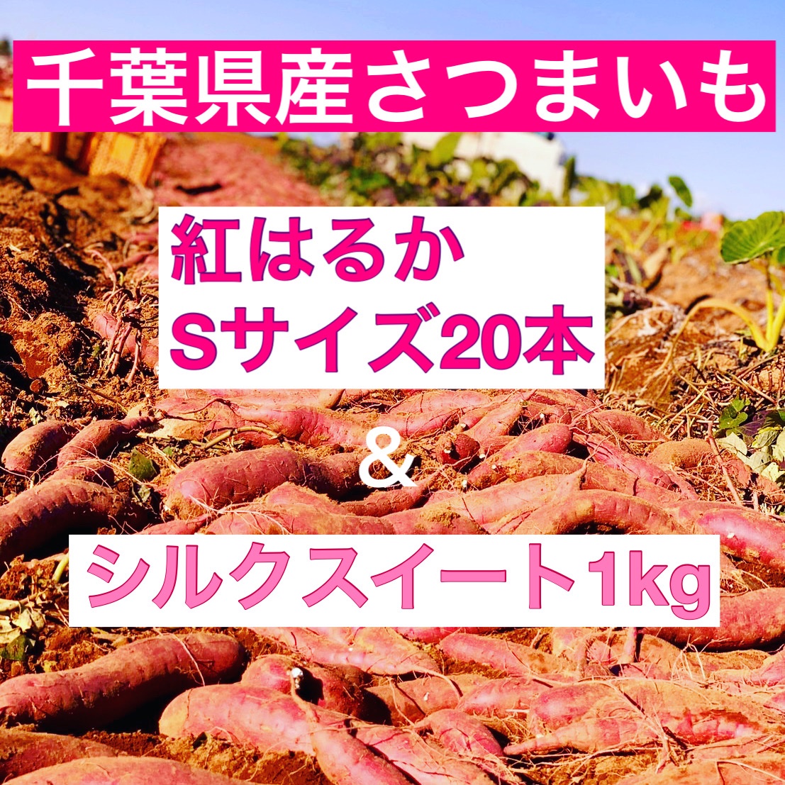 さつまいも紅はるか S20本＆シルクスイート1kg セット ｜ 野菜